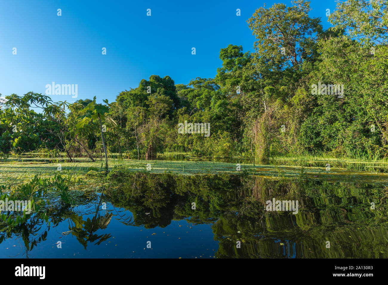 Selva brasileña al final de la temporada de lluvias en mayo, la Reserva de Desarrollo Sostenible Mamirauá, Río Japurá,Tefé, estado de Amazonas, Brasil, América Latina Foto de stock