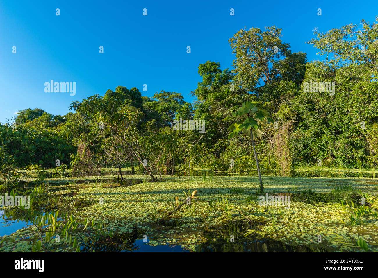Selva brasileña al final de la temporada de lluvias en mayo, la Reserva de Desarrollo Sostenible Mamirauá, Río Japurá,Tefé, estado de Amazonas, Brasil, América Latina Foto de stock