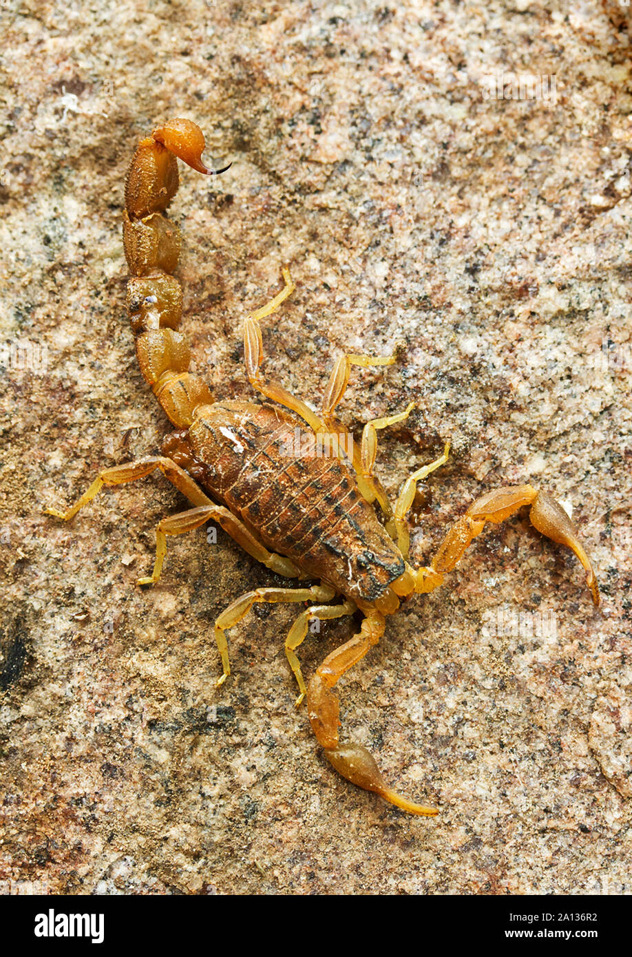El llamativo amarillo Escorpión se especializa en ambientes rocosos. Es muy rápido, cazador de invertebrados y son rápidos para defenderse Foto de stock