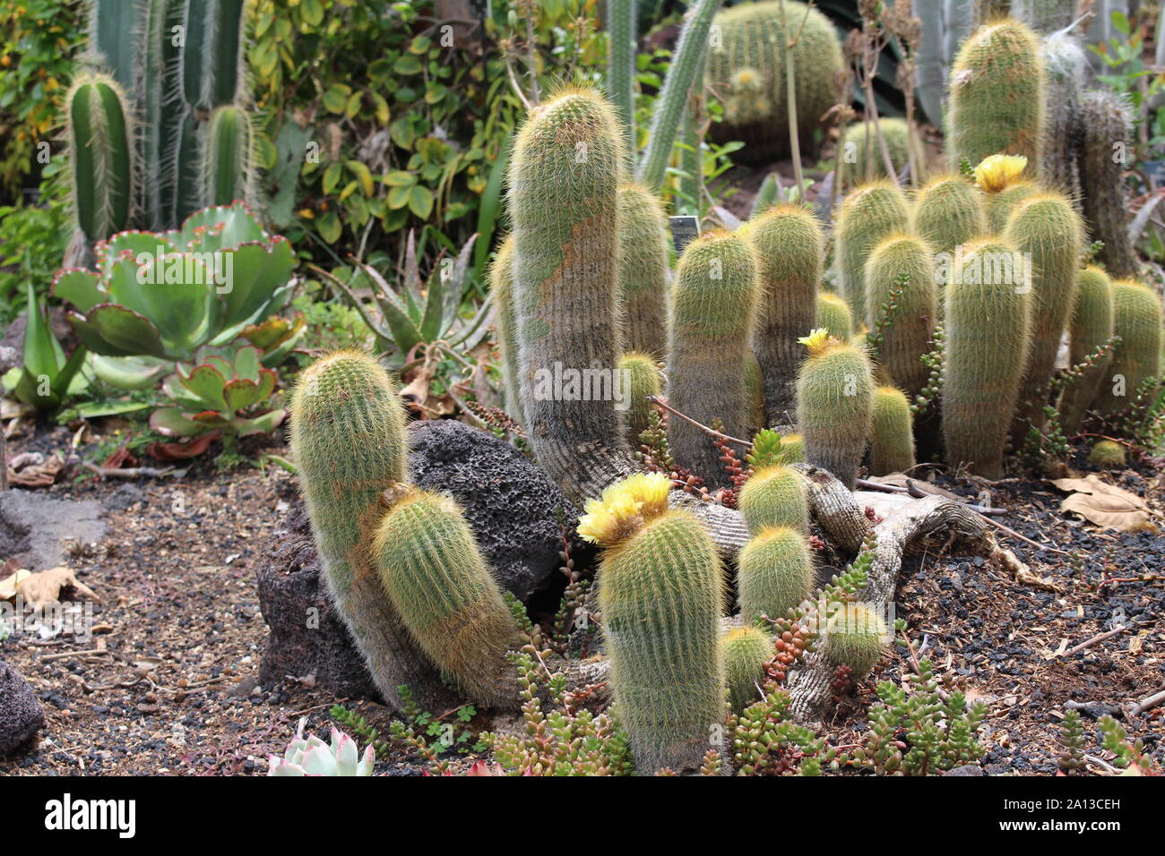 Vetores de Suculentas E Coleção De Cactos Coloridos e mais imagens de Arte  Linear - Arte Linear, Artigo de decoração, Babosa - Suculenta - iStock