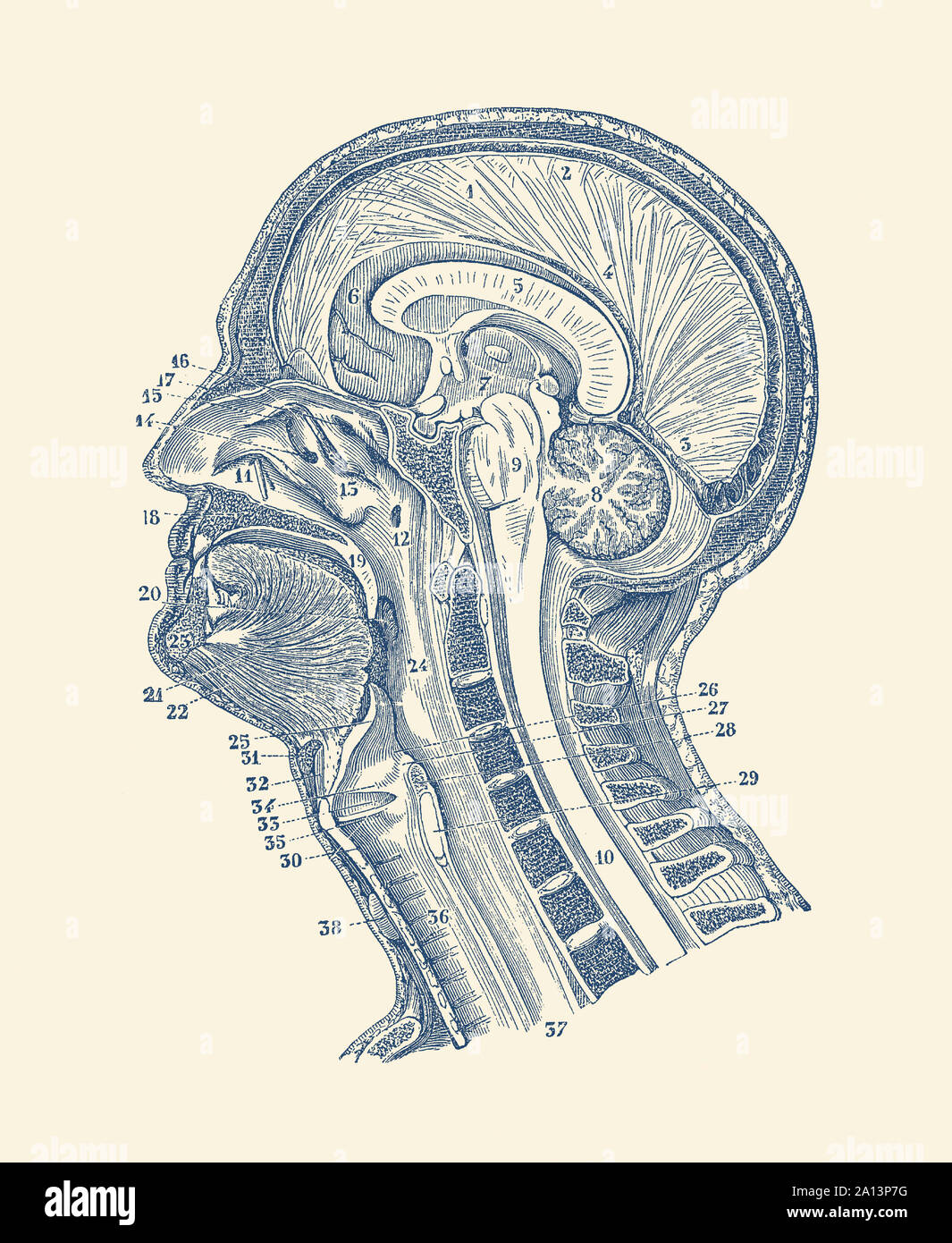 Anatomía Vintage imprimir mostrando un diagrama de estructuras en y