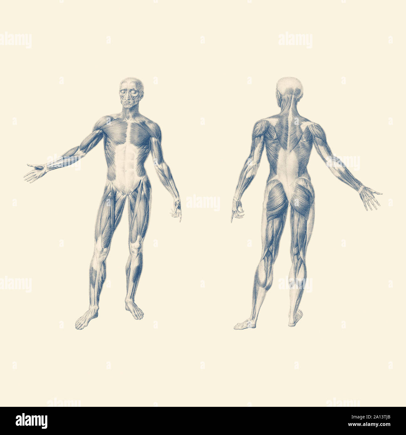 Vintage de impresión del sistema muscular humano desde la parte delantera y la parte trasera perspectivas. Foto de stock