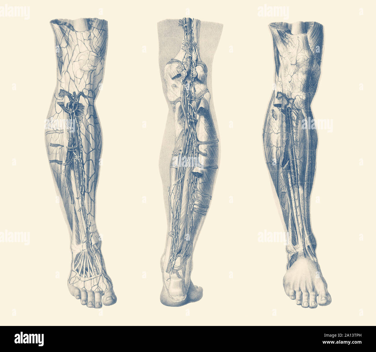 Vintage de impresión que muestra tres vistas del sistema muscular humano de la pierna derecha. Foto de stock