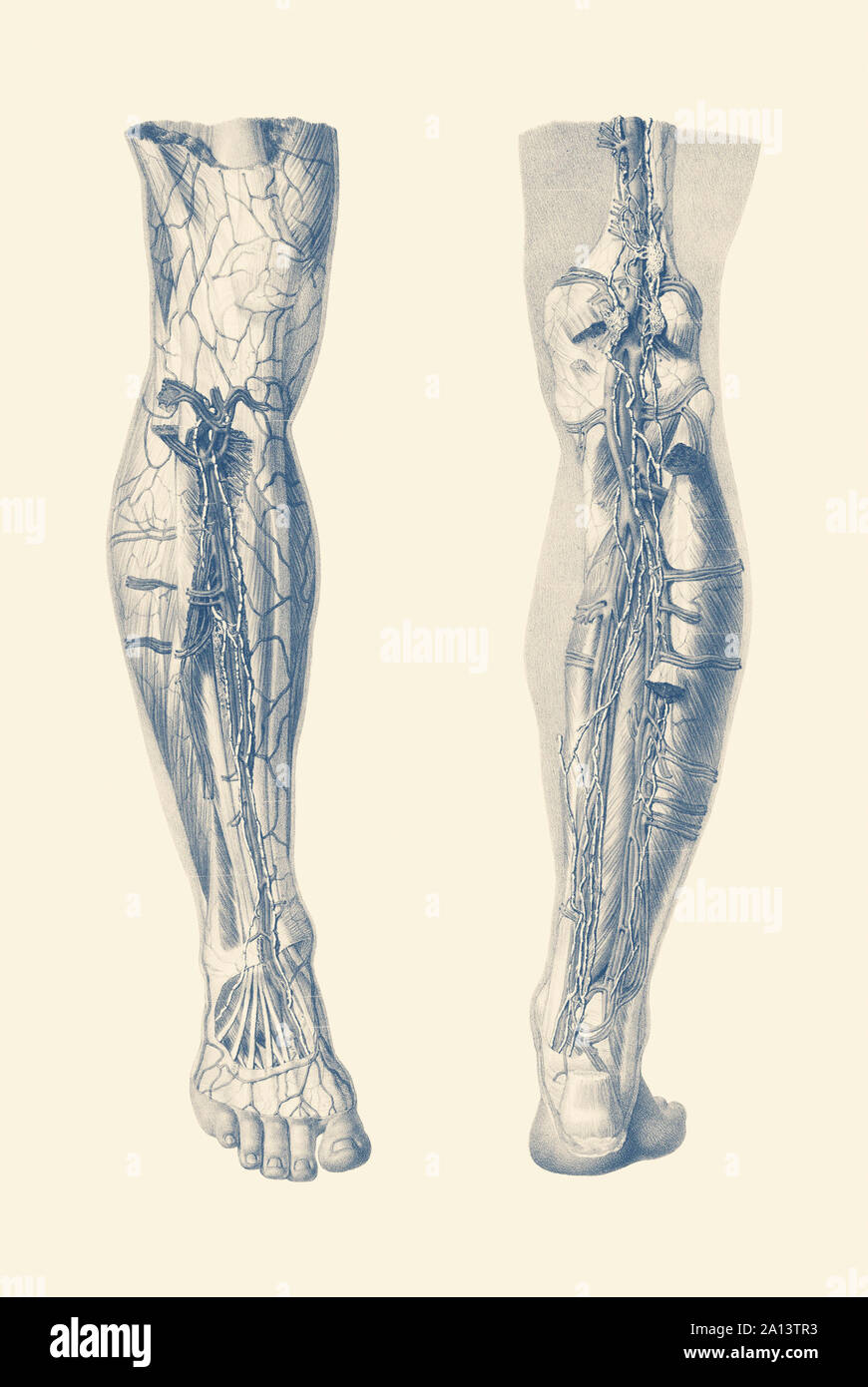 Vintage imprimir mostrando una vista dual del sistema muscular humano de la pierna derecha. Foto de stock