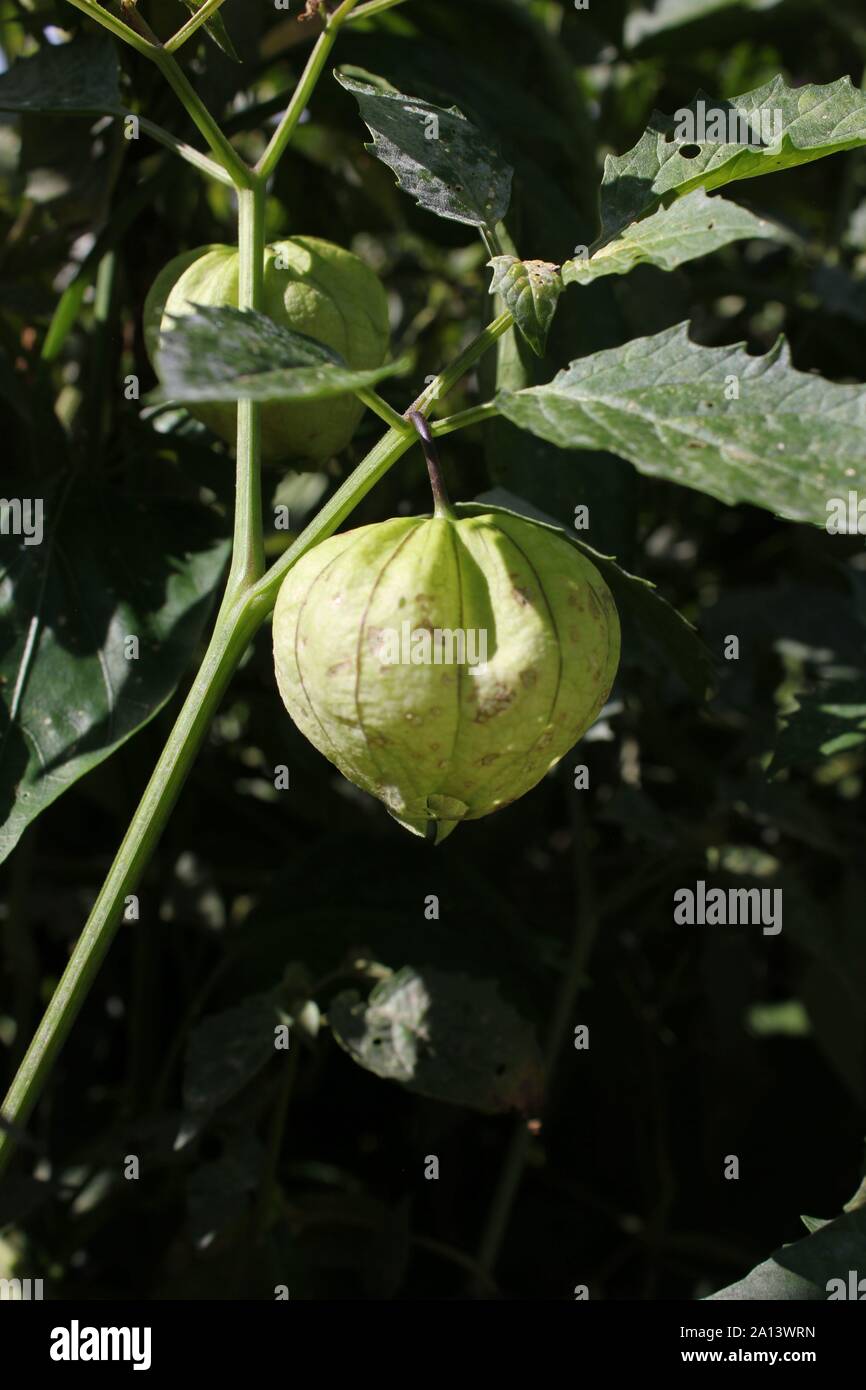Tomatillos verdes la maduración de la vid en el huerto Fotografía de