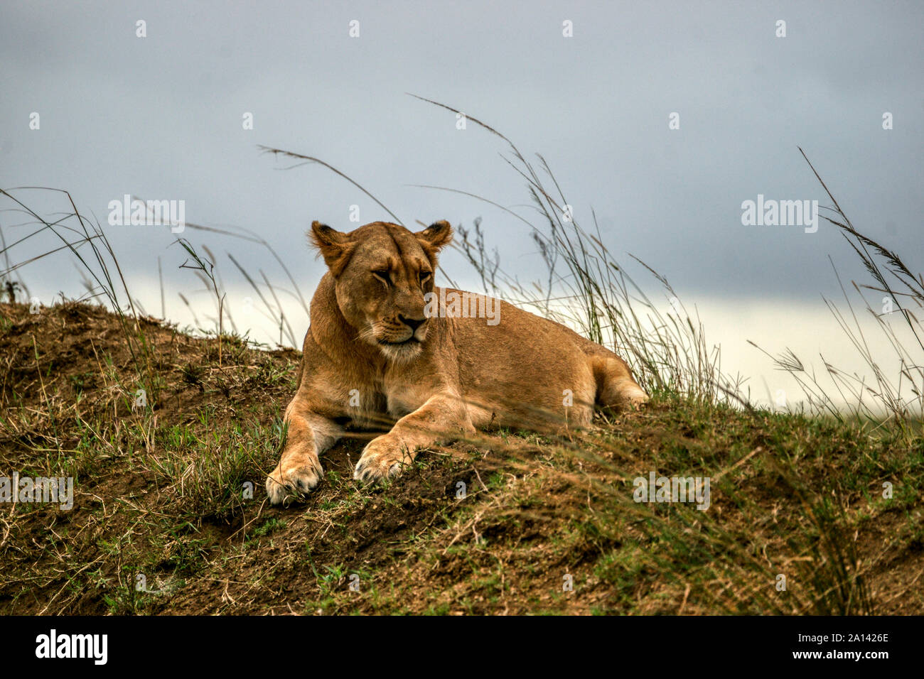 Lion -(Panthero leo). Sudáfrica. Safari fotográfico - Phinda Game Reserve Foto de stock