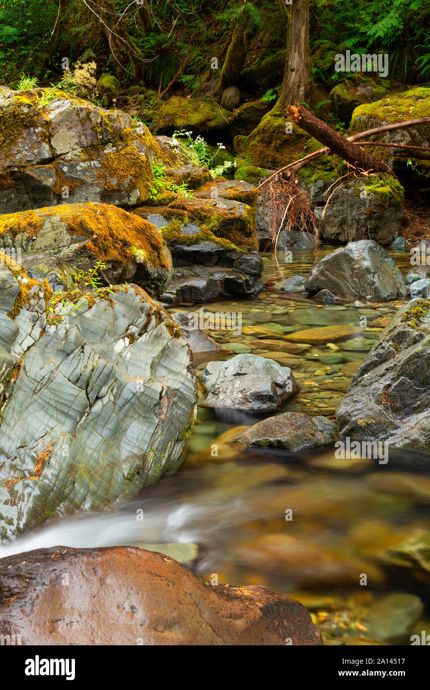 Brice Creek junto Brice Creek Trail, Umpqua National Forest, Oregón Foto de stock