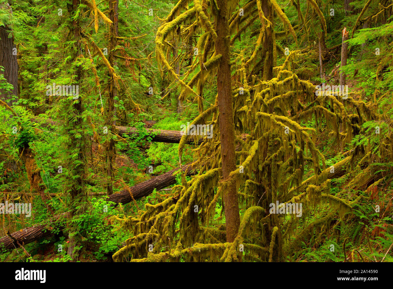 Bosque a lo largo de Brice Creek Trail, Umpqua National Forest, Oregón Foto de stock