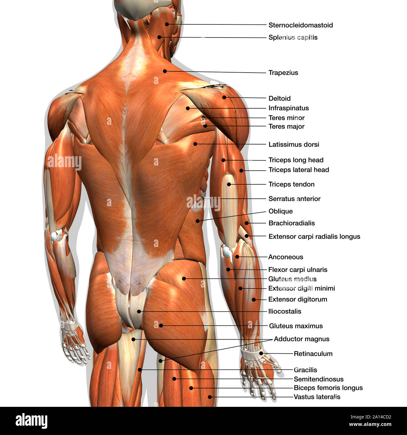 Etiquetado anatomía masculina gráfico de músculos de la espalda sobre un fondo blanco