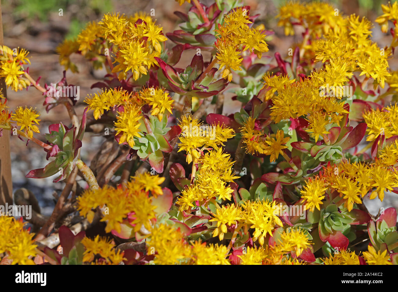 Sedum o stonecrop conocido como Palmer’s Latino sedum sedum palmeri