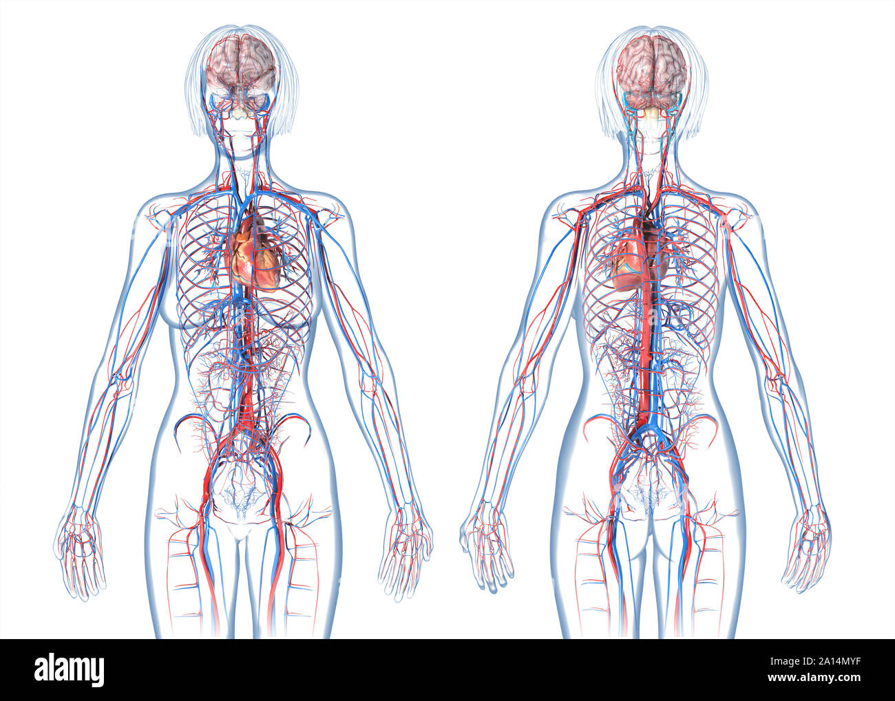 Mujer sistema cardiovascular, Vistas delantera y trasera, sobre fondo blanco. Foto de stock