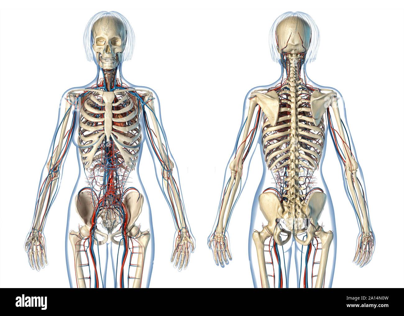 Anatomía femenina del sistema cardiovascular con esqueleto, Vistas delantera y trasera. Foto de stock