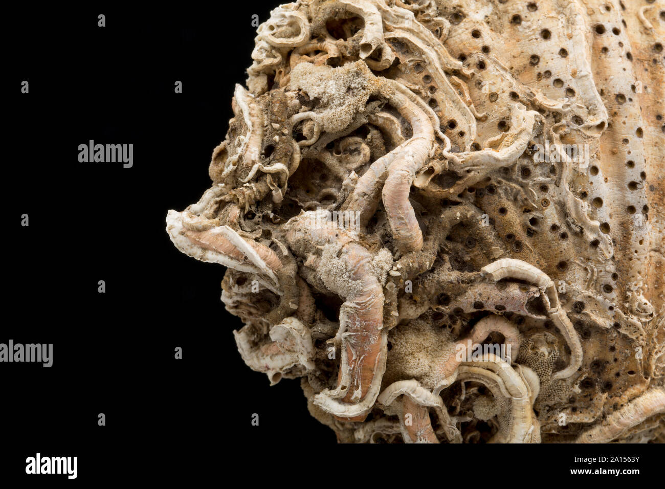 Un viejo concha que ha sido colonizada por gusanos de tubo que viven dentro de tubos calcáreos. Fondo negro. Dorset, Inglaterra GB Foto de stock