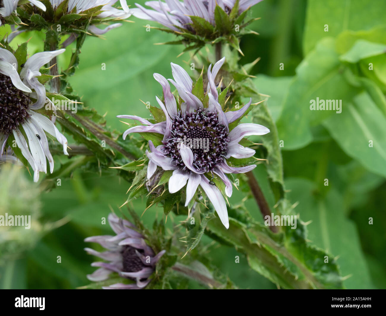 Un primer plano de la flor de la lila Berkheya purpurea Fotografía de stock  - Alamy
