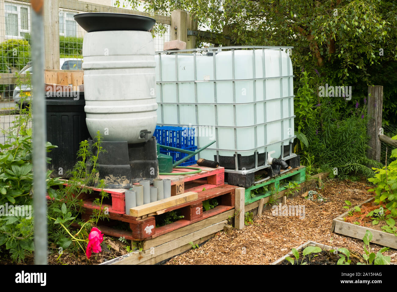 Jardinería de adjudicación en el Reino Unido - la recolección del agua de lluvia para su uso en los canteros de verduras Foto de stock