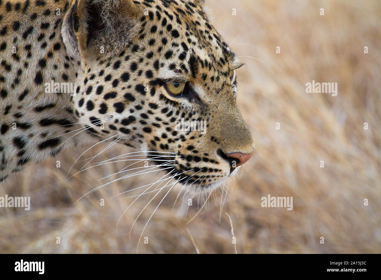 Acecho leopardo en el Parque nacional Ruaha Foto de stock