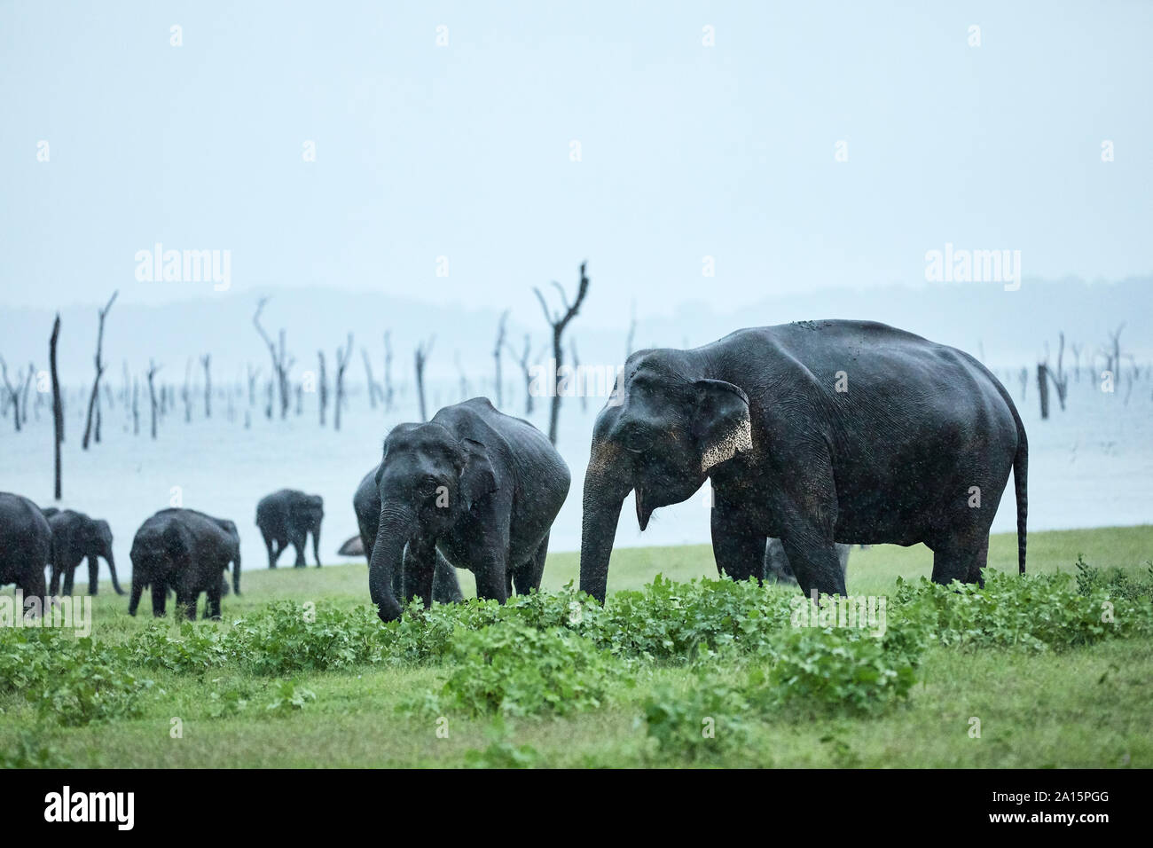 Manada de elefantes en el Parque Nacional de pastoreo Kaudulla contra el cielo claro Foto de stock