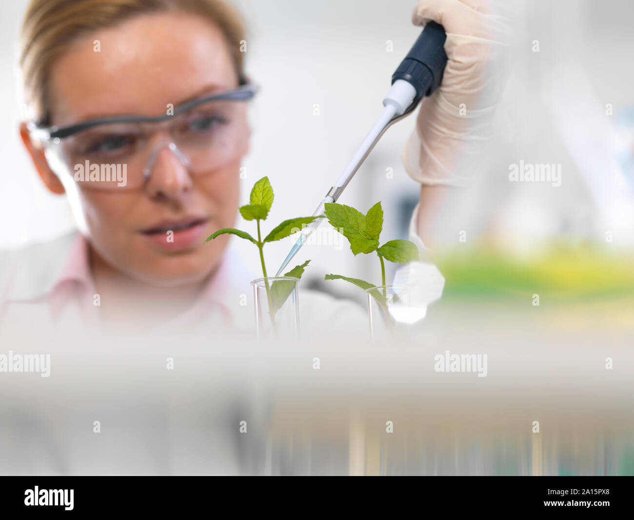La biotecnología vegetal, el científico creciente varias cepas de planta desarrolle resistencia a enfermedades Foto de stock