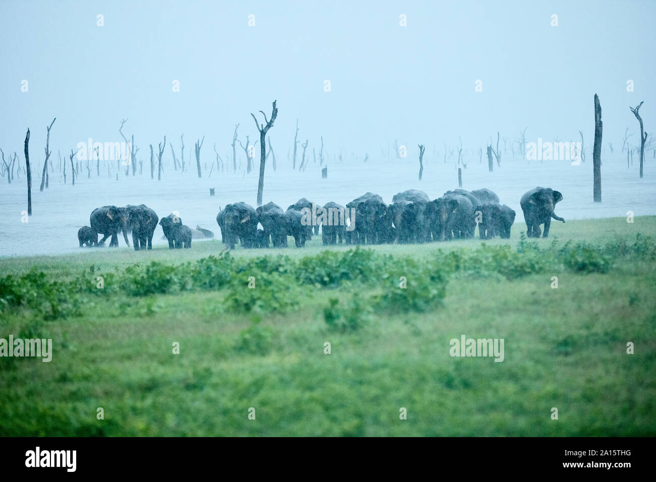 Familia de elefantes asiáticos en el Parque Nacional de Kaudulla contra el cielo claro Foto de stock