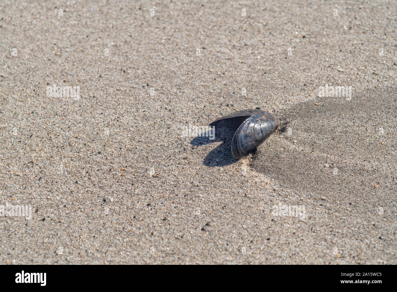 Mejillón común / Mytilus edulis seashell arrastrado en una playa de arena, en Cornwall. Shell aislado, el aislamiento, la soledad, los dos solos, en solitario. Foto de stock