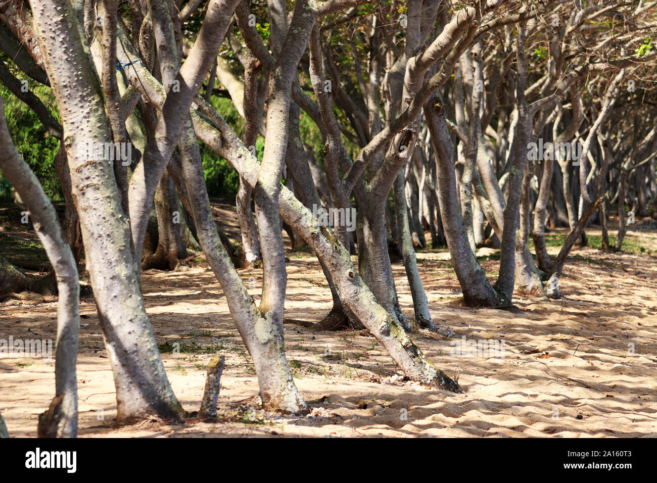 Los pequeños troncos de árboles que crecen en el borde de una playa de arena  Fotografía de stock - Alamy