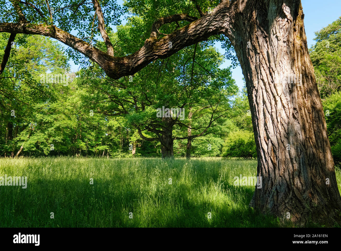 Alemania, la Alta Baviera, Munich, viejos árboles y césped en el Englischer Garten Foto de stock