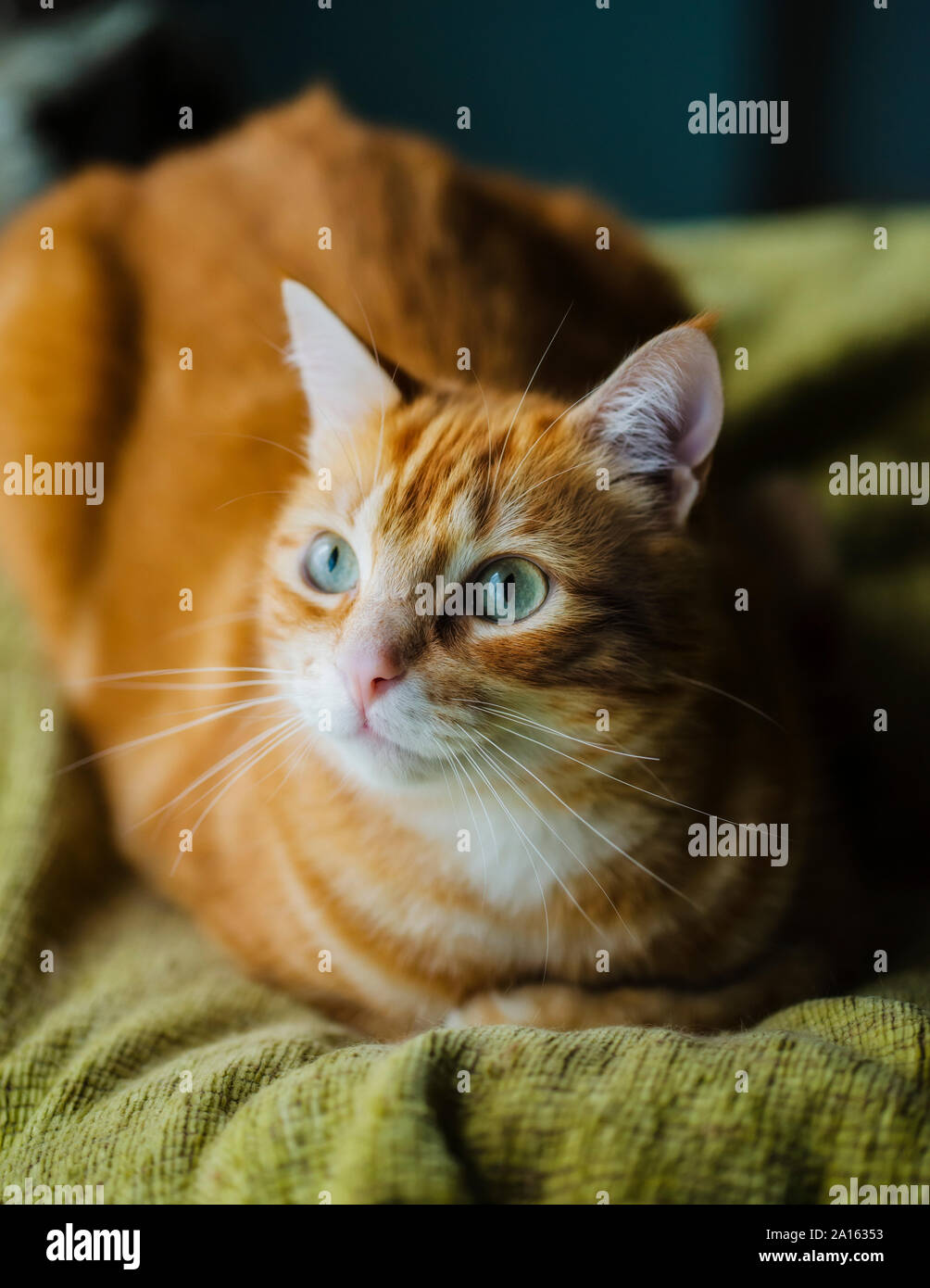Retrato de jengibre cat. Foto de stock