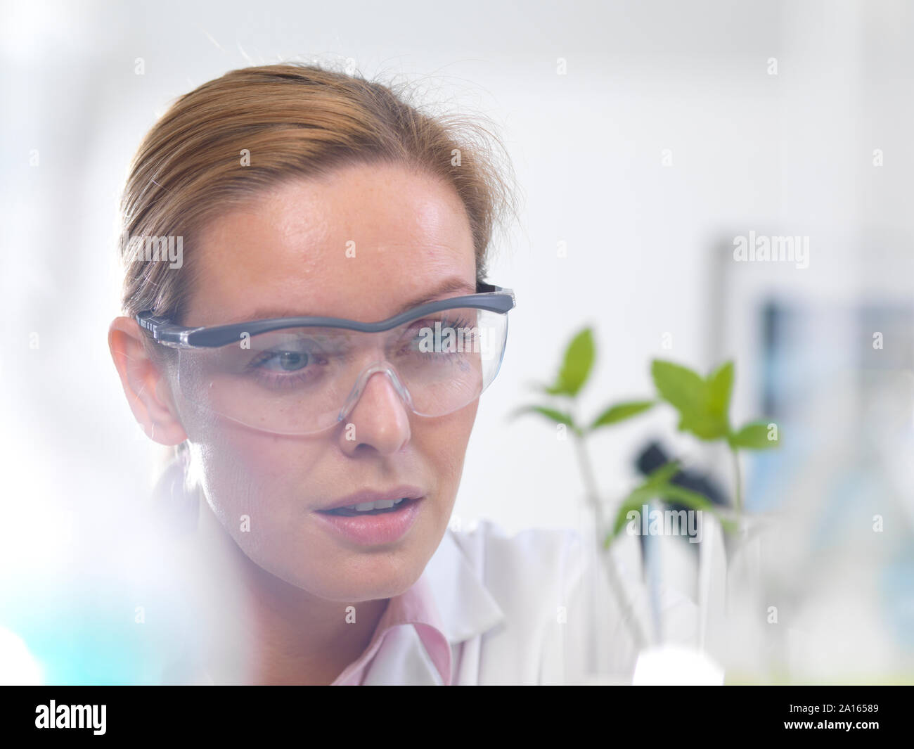La biotecnología vegetal, el científico creciente varias cepas de planta desarrolle resistencia a enfermedades Foto de stock