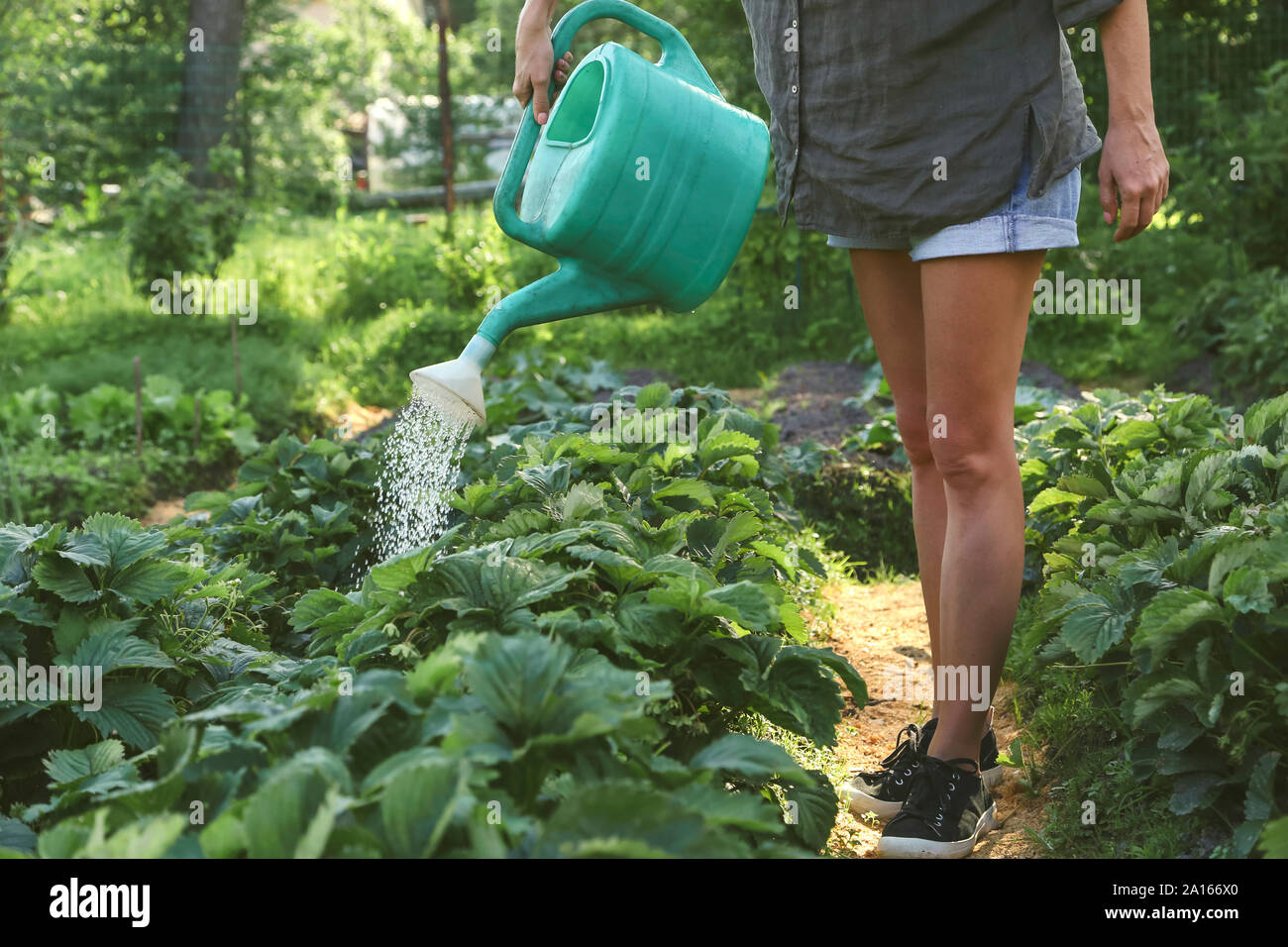 Close-up de mujer regar las fresas en el jardín Foto de stock