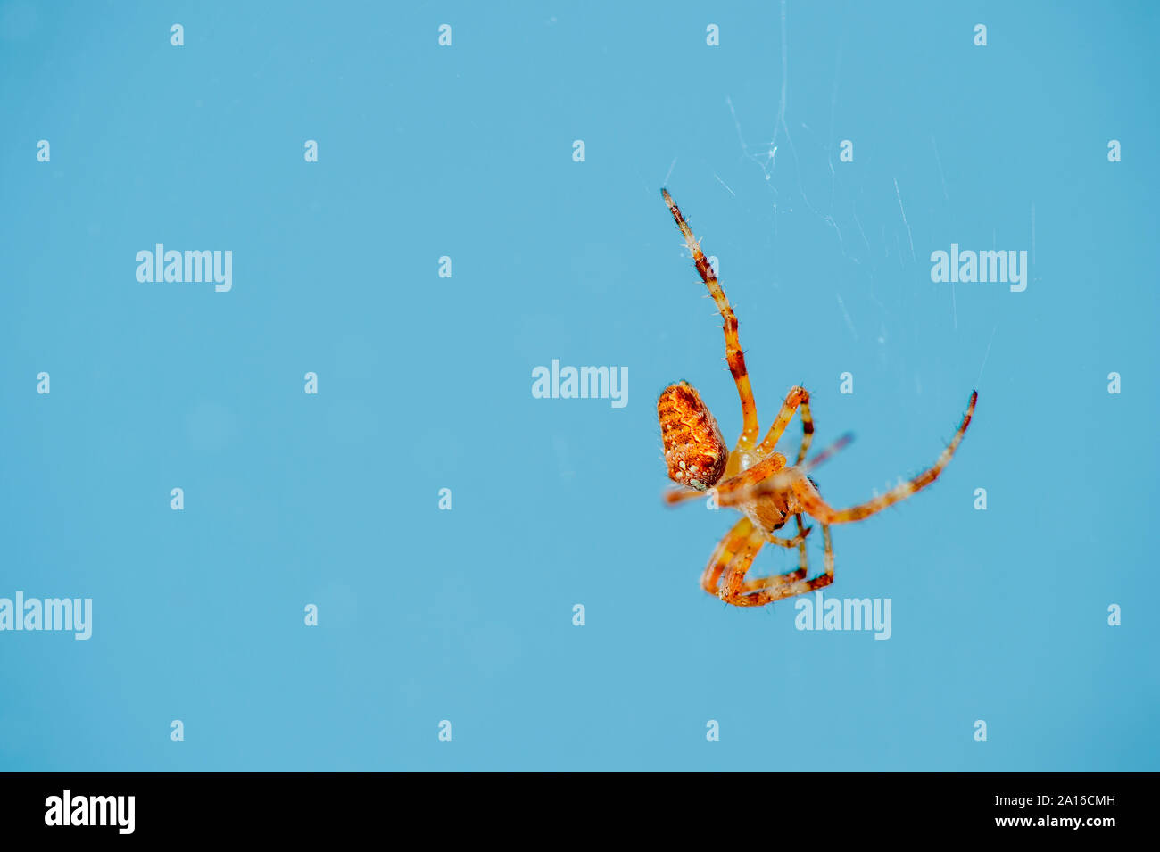 Cruz, araña Araneus, abdomen, fondo azul Foto de stock