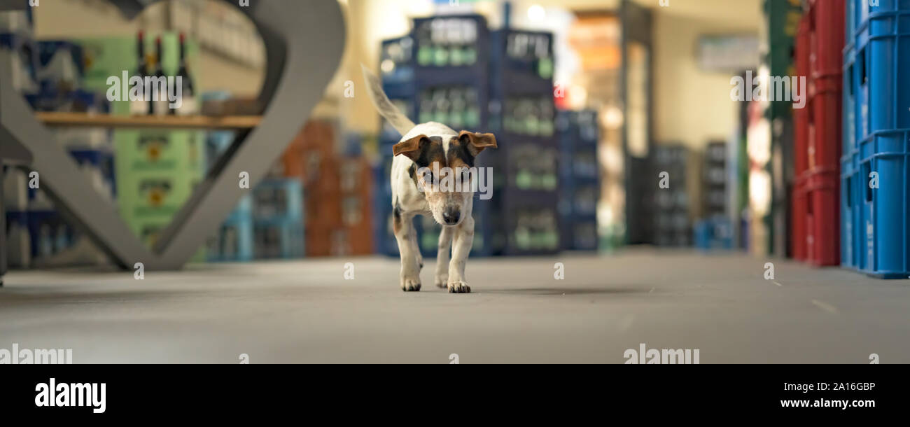 Perro pequeño en el mercado de compras - poco lindo Jack Russell terrier, de 13 años está en marcha a través del mall Foto de stock