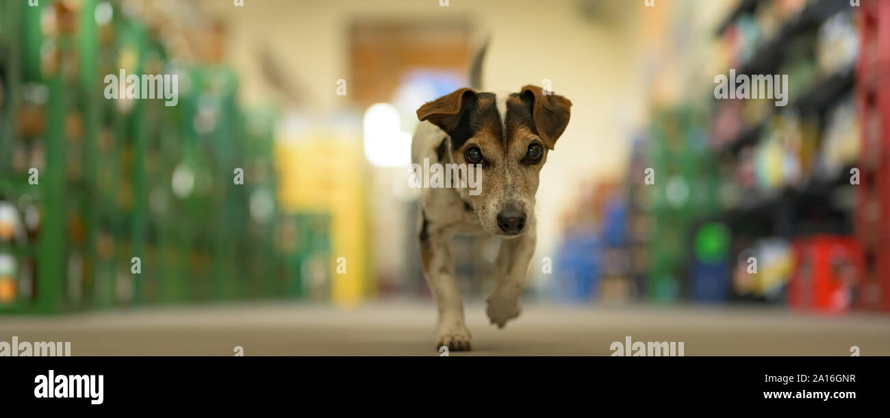 Perro pequeño en el mercado de compras - poco lindo Jack Russell terrier, de 13 años está en marcha a través del mall Foto de stock
