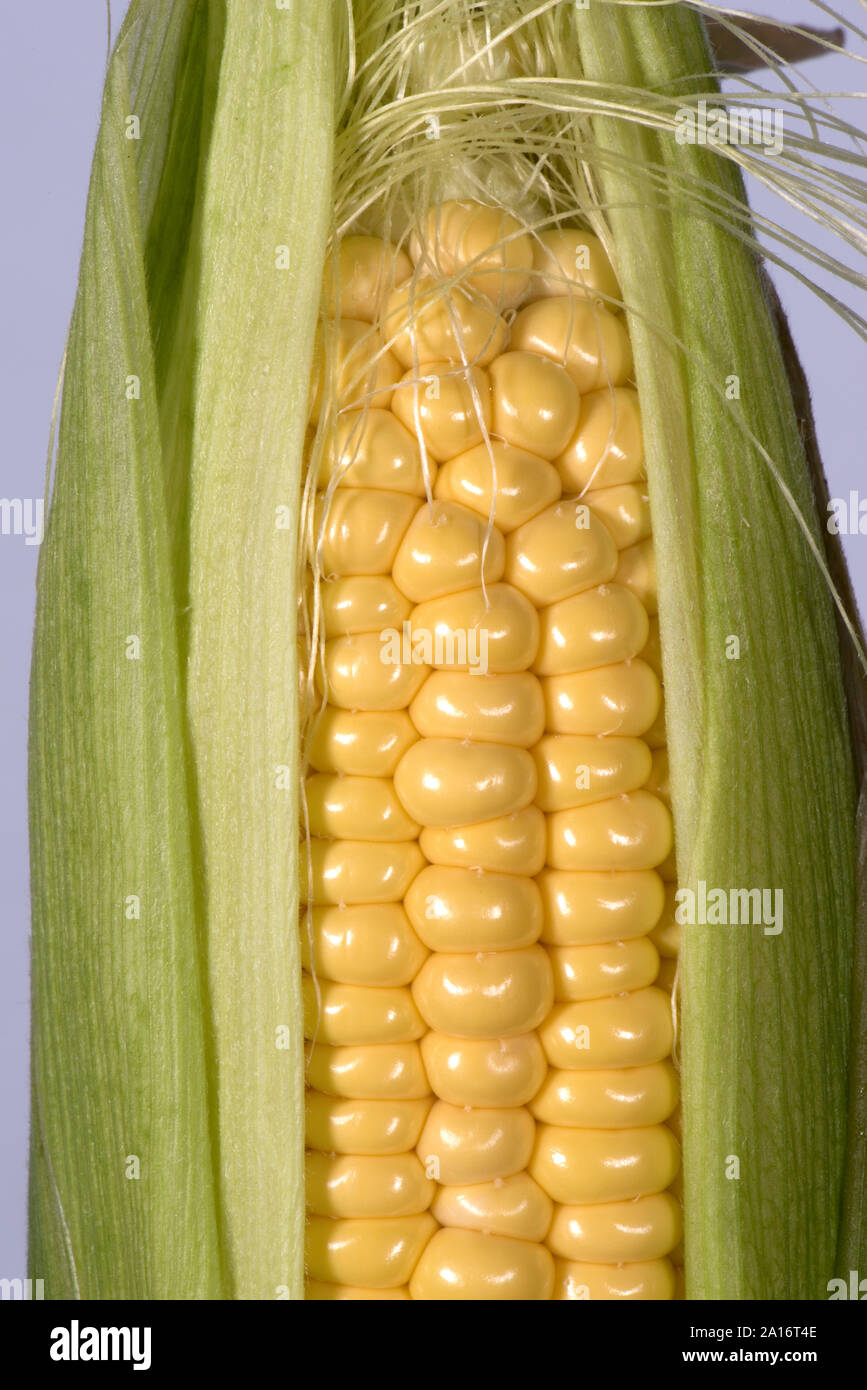 Expuesto parcialmente maduro granos en la mazorca de maíz dulce (Zea mays L.) cultivado en un jardín de vegetales, Berkshire, Septiembre Foto de stock