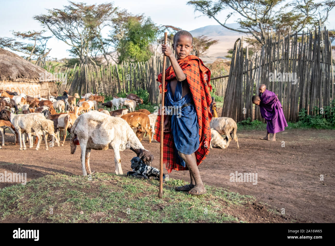 Niños masai es responsable de cabras de la familia, los guardias del recién nacido y su madre de cabra. Foto de stock
