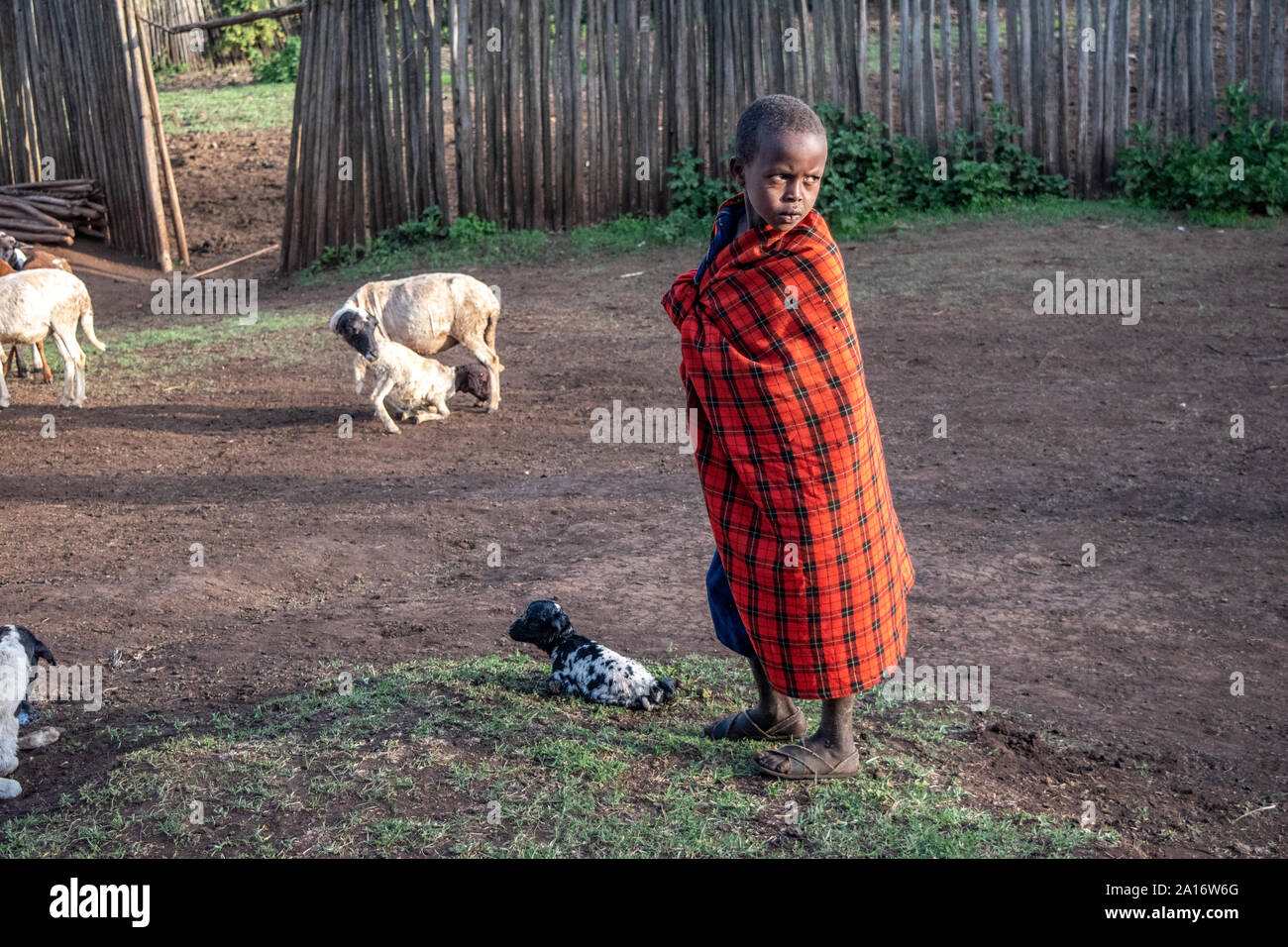 Niños masai es responsable de cabras de la familia, los guardias del recién nacido y su madre de cabra. Foto de stock
