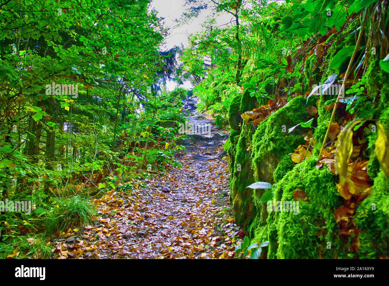 Ruta de senderismo a la mounain Bildstein, Selva Negra, Alemania Foto de stock
