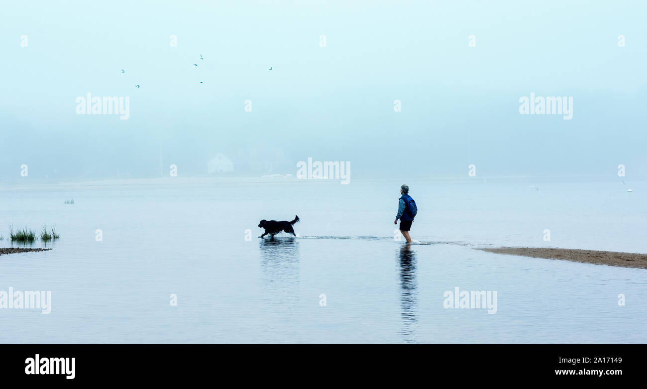 Paseando a un perro en la marea baja, en Cape Cod, Massachusetts, EE.UU. Foto de stock