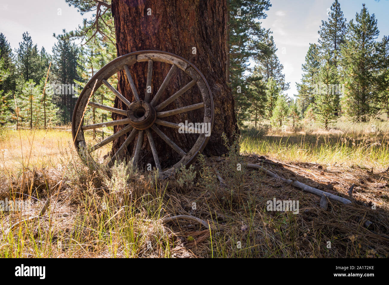 Un auténtico antique Wagon Wheel se inclina contra un árbol en un bosque. Foto de stock