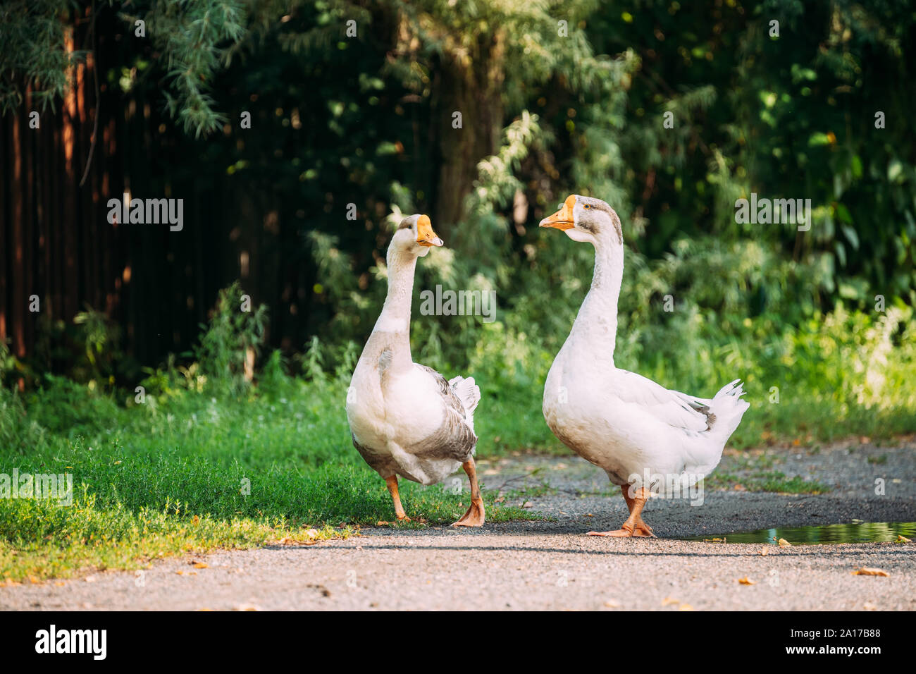 Dos blancos gansos Granja Goose caminar en el patio de la granja en el campo. Foto de stock