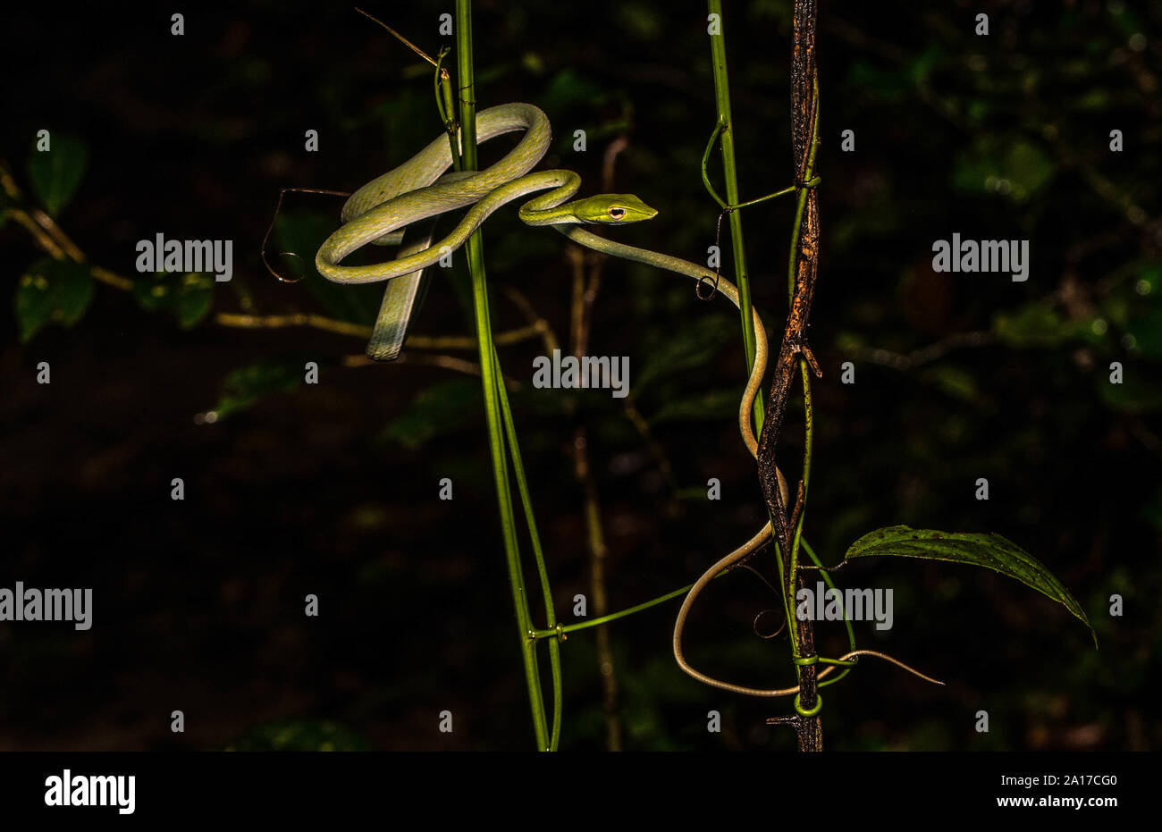 Whipsnake orientales (Ahaetulla prasina) de Kaeng Krachan Parque Nacional, Tailandia. Foto de stock
