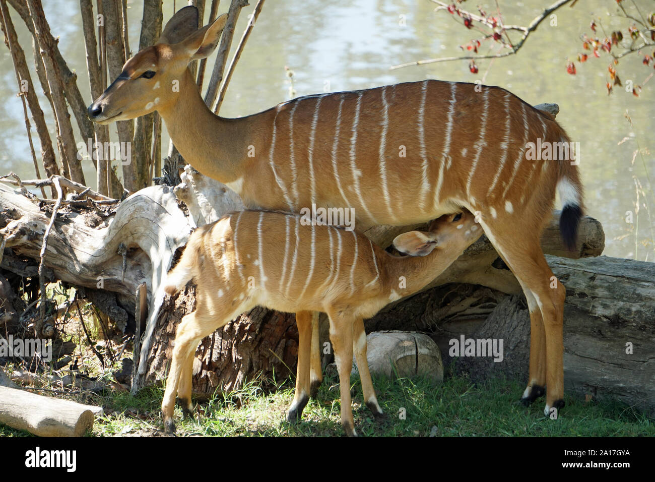 Nyala - Tragelaphus Angasii madre adultas y una joven hembra en el zoológico en Bussolengo, Italia en el verano de 2019 Foto de stock