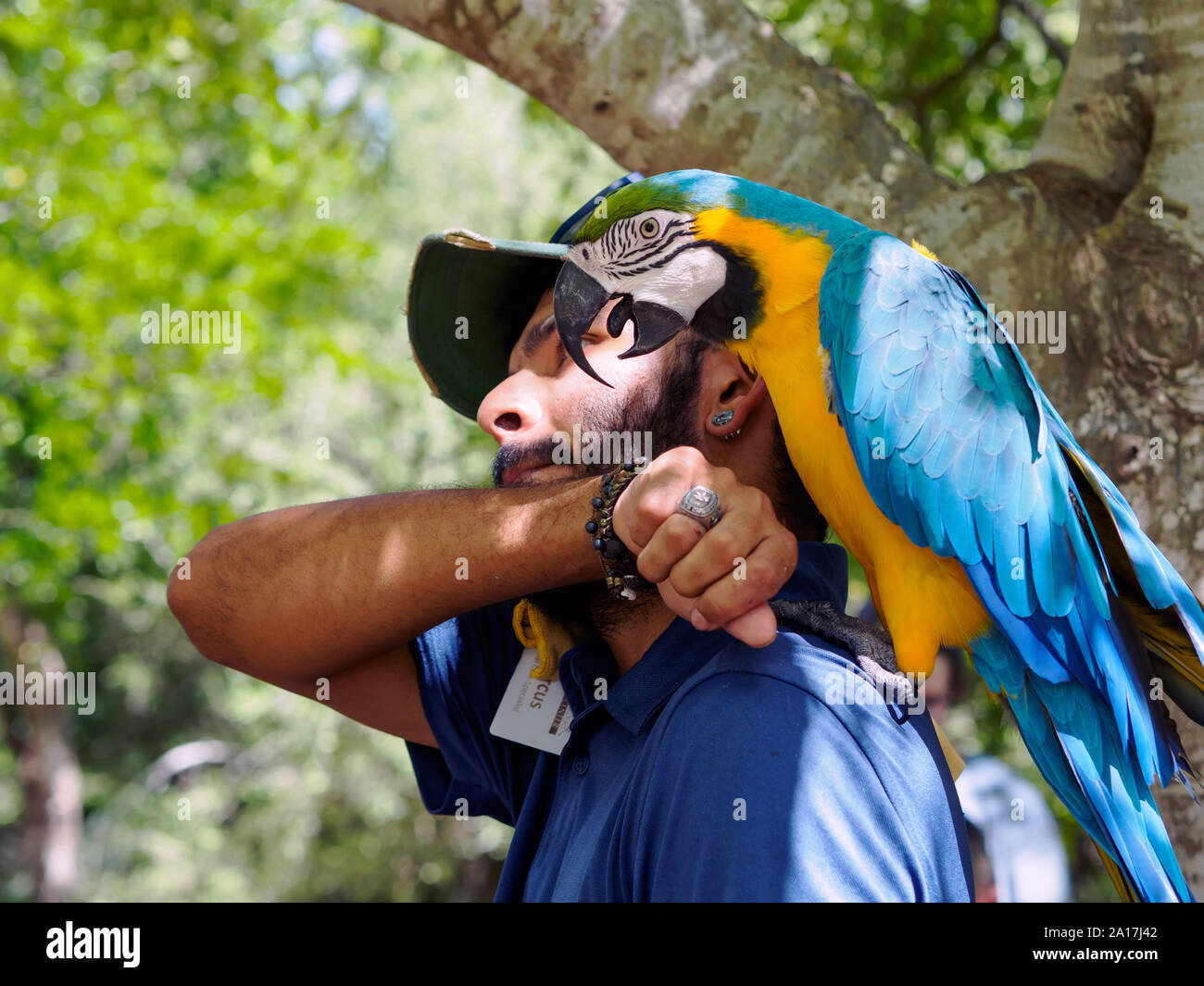 Handler coaccionan en azul y amarillo, Guacamayo Ara ararauna, paso a su brazo. South Texas Botanical Gardens & Nature Center en Corpus Christi, Texas, Estados Unidos. Foto de stock