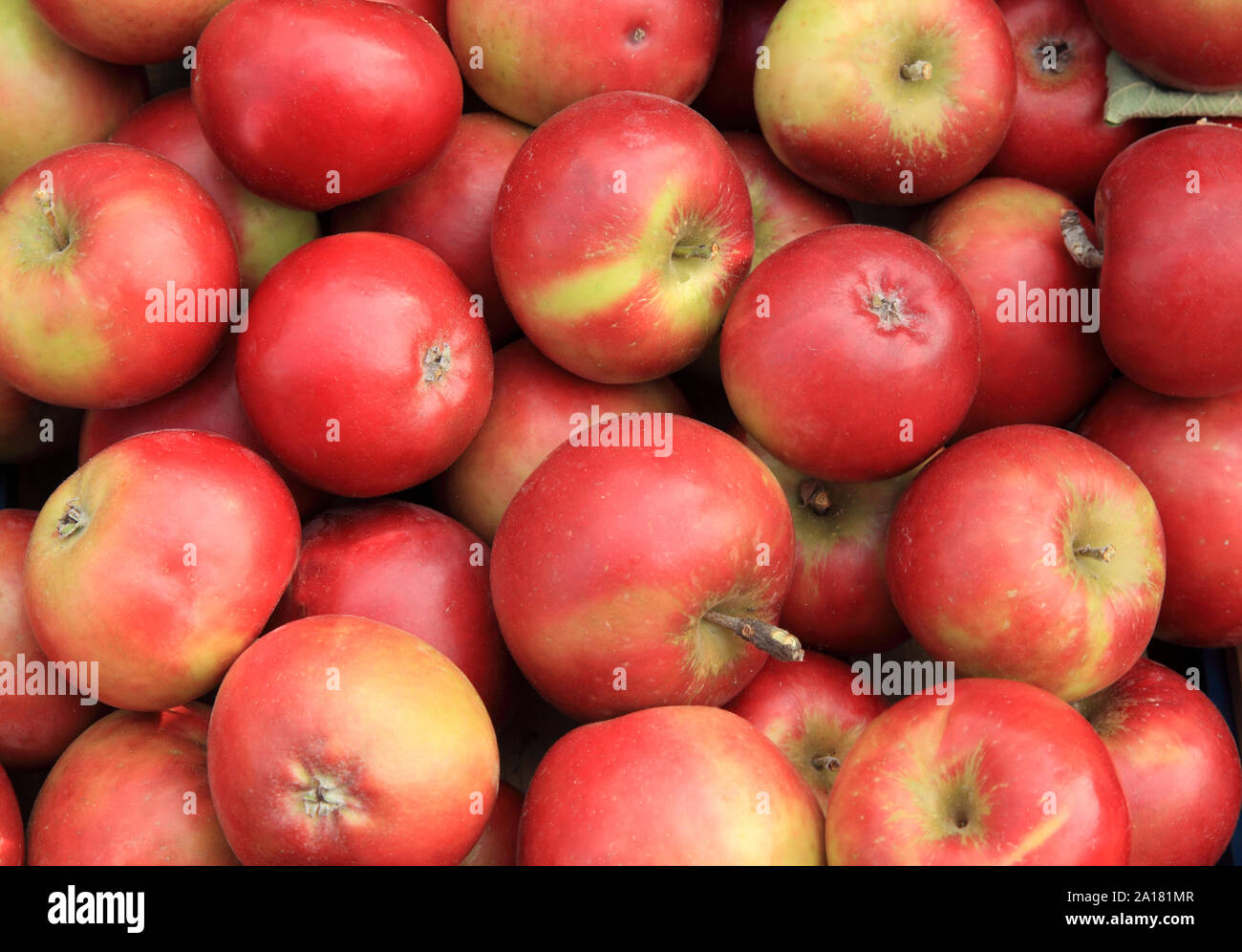 'Apple' Quarrendon Thoday's, manzanas, comer sano, comedores, comiendo manzanas, Malus domestica Foto de stock