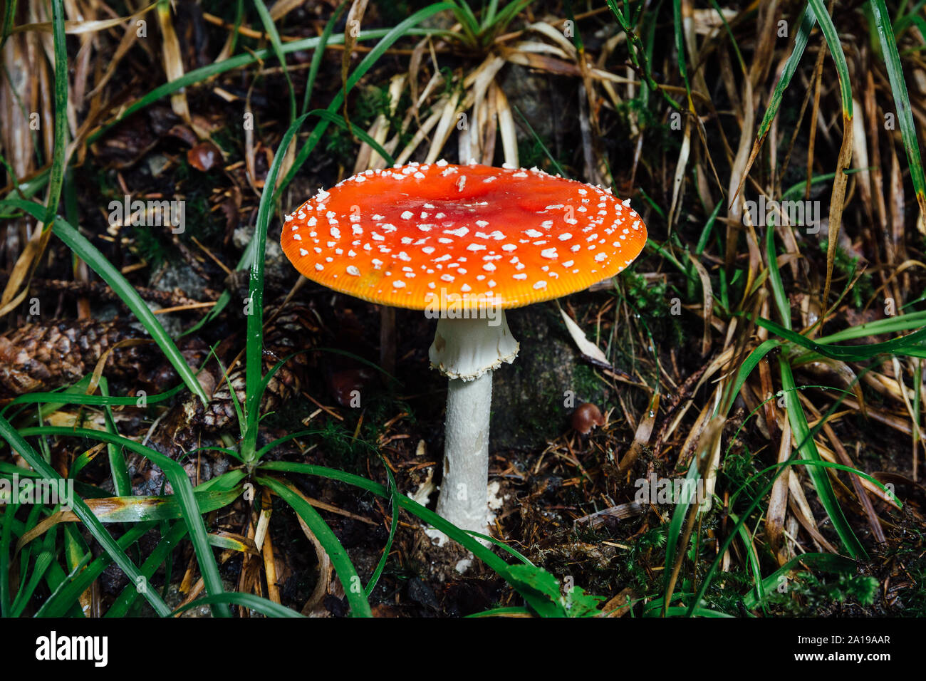 Amanita muscaria, o la del "reig bord" cerca. Foto de stock
