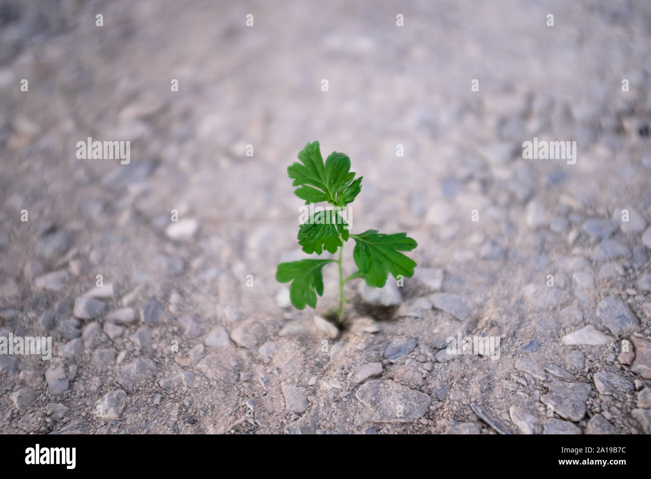 Amplio ángulo de disparo baja pequeña verde césped que crece fuera del árido seco piedras, fondo fuera de foco. La esperanza y la lucha por la vida temas conceptuales. Foto de stock