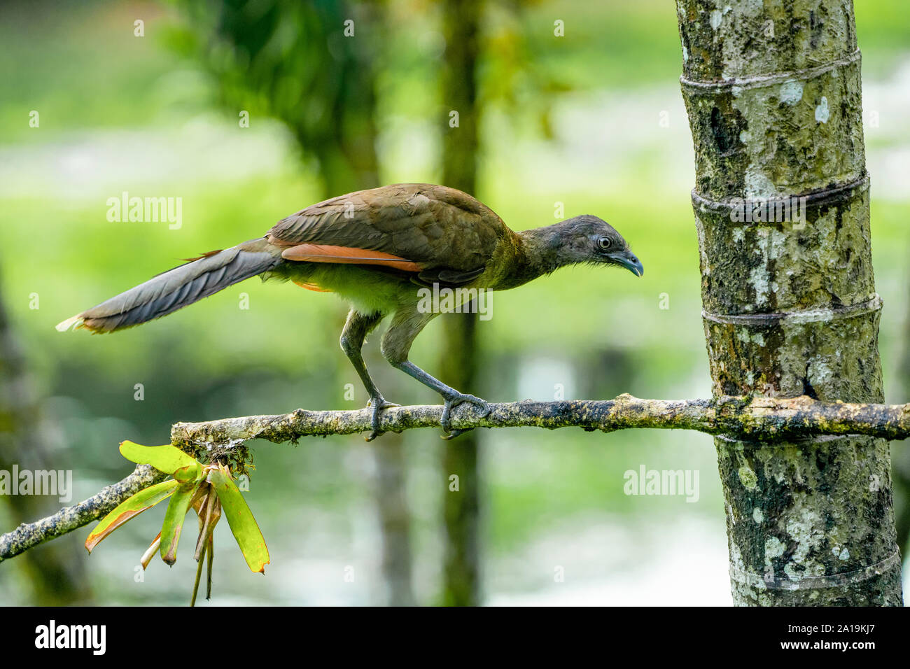 De cabeza gris (chachalaca Ortalis cinereiceps) una especie arborícola, que se encuentra en las selvas tropicales. Fotografiado en el bosque lluvioso de Costa Rica Foto de stock