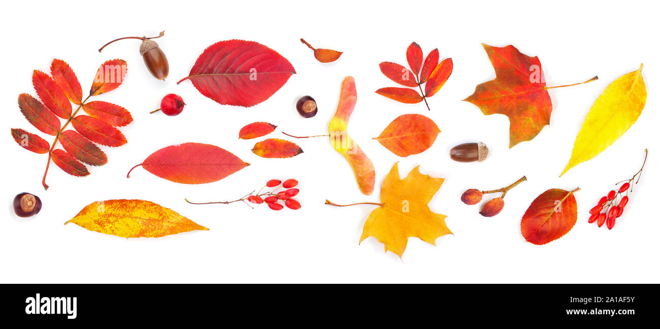 El otoño de fondo. Otoño colorido deja aislado Foto de stock