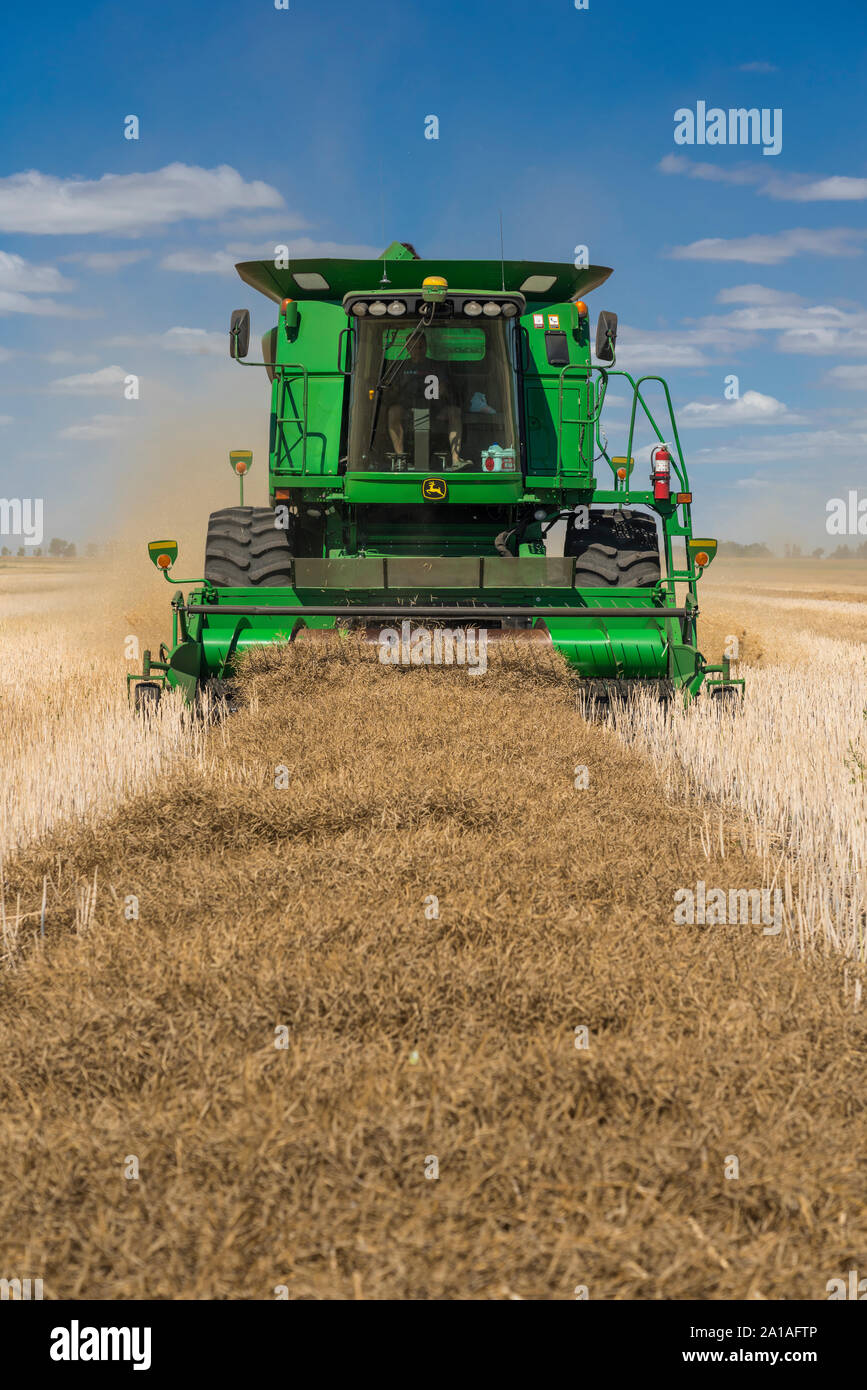 En la cosecha de colza Froese cerca de la granja de Winkler, Manitoba, Canadá. Foto de stock