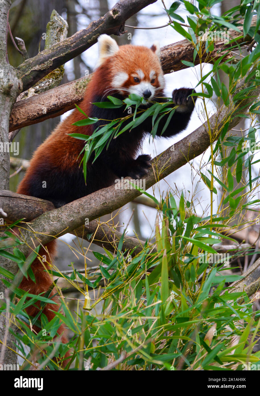 Un panda rojo camina sobre las ramas de un árbol para comer bambú Foto de stock