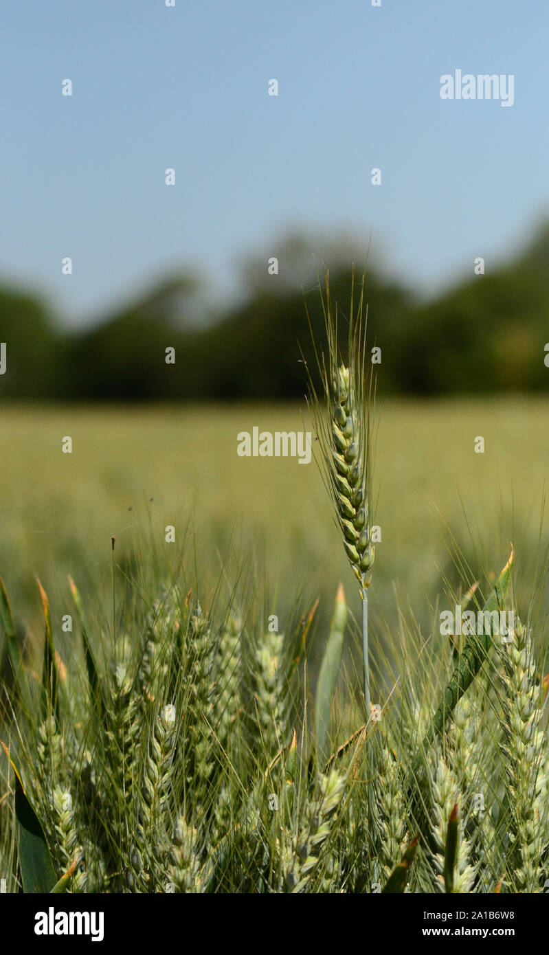 La cosecha de trigo de imagen horizontal, la agricultura británica, el paisaje agrícola Foto de stock